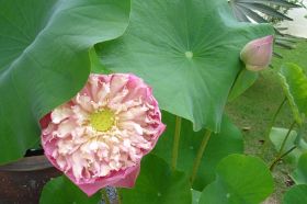 Lotusblüte.JPG