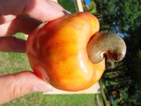 Cashewfrucht.jpg