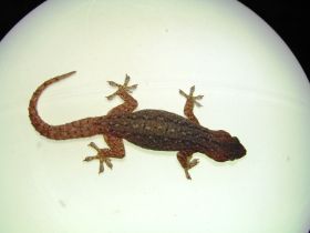 Gecko in Lampe.jpg