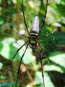 Spider.jpg