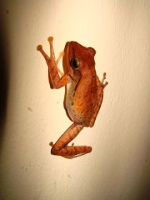 Wandfrosch.jpg