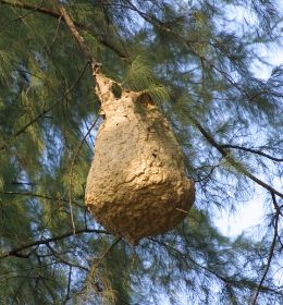 Widbienen.jpg